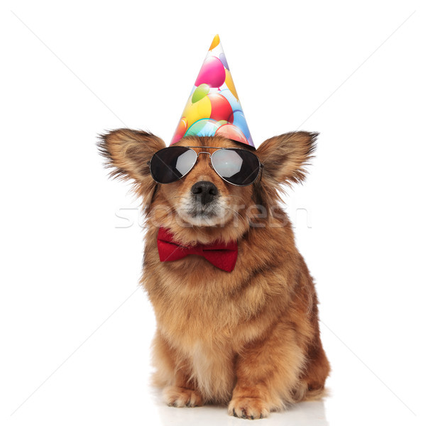 Funny perro marrón rojo gafas de sol cumpleanos Foto stock © feedough