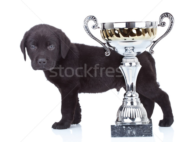 Stock foto: Wenig · Champion · Seitenansicht · cute · schwarz · labrador