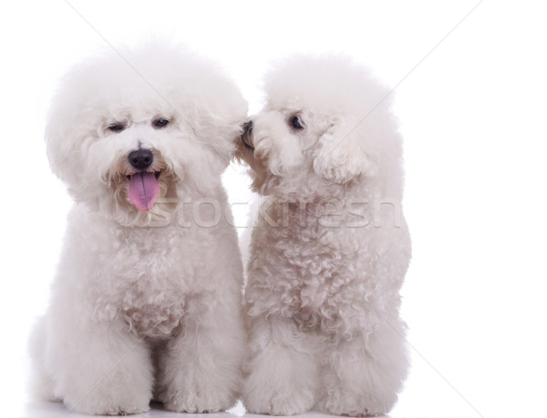 Dos feliz perros blanco uno otro Foto stock © feedough