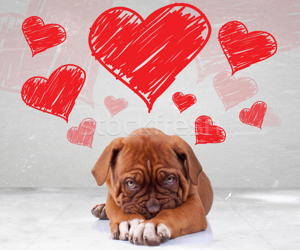 shy love of a dog de bordeaux puppy Stock photo © feedough