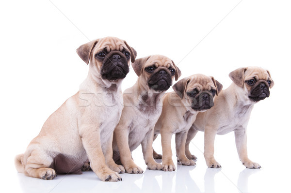 side view of four cute pugs looking to side Stock photo © feedough