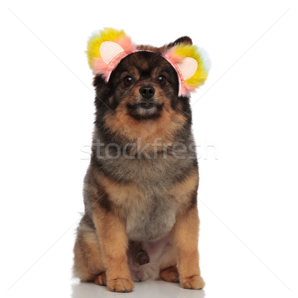 adorable seated pomeranian wearing colorful ears looks to side Stock photo © feedough