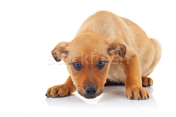 Zdjęcia stock: Cute · brązowy · szczeniak · psa · patrząc · kamery