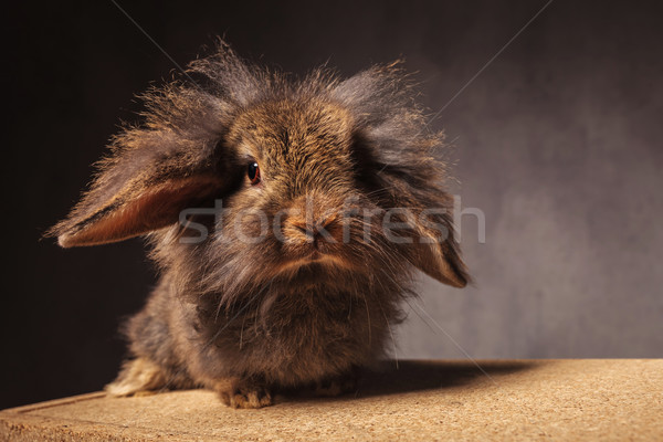 Mullido pequeño león cabeza vacaciones conejo Foto stock © feedough