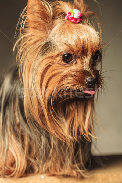 the cutest little yorkshire terrier sticking out her tongue Stock photo © feedough