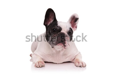 cute french bulldog lying on white background Stock photo © feedough