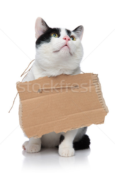 adorable beggar cat wearing a sign and looking up Stock photo © feedough