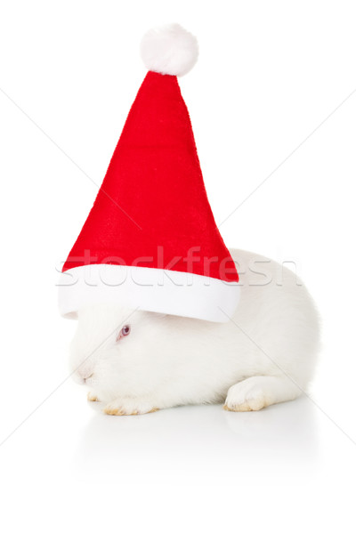 ストックフォト: 白 · ウサギ · 着用 · サンタクロース · 帽子 · 側面図