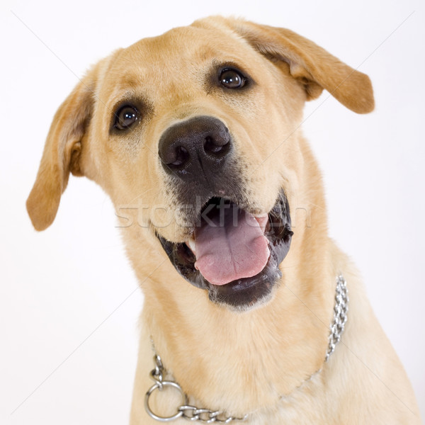 Stock photo: Head shot of yellow labrador