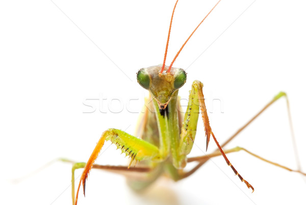 closeup of praying mantis Stock photo © feedough