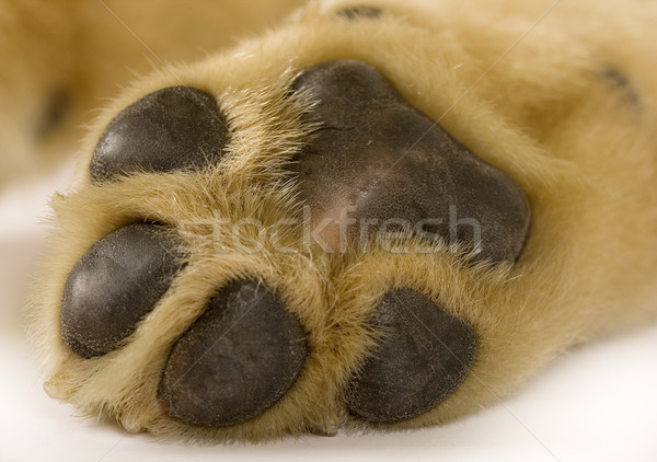 puppy labrador paw Stock photo © feedough