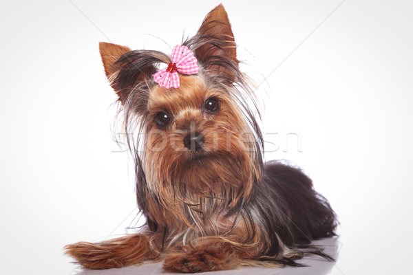 Stock photo: curious little yorkshire terrier puppy dog lying down 