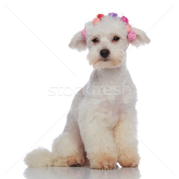 Sentado peludo mirando lado flores Foto stock © feedough