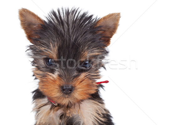 Visage faible jouet cute chien en peluche blanche Photo stock © feedough