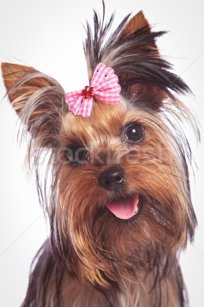 Stock photo: face of a cute yorkshire terrier baby dog looking happy