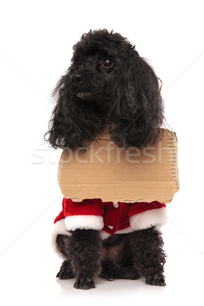 sad black poodle wearing a sign at its neck  Stock photo © feedough