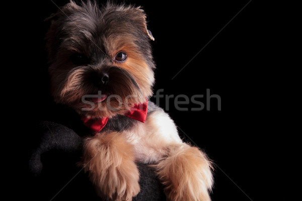 panting elegant yorkshire terrier wearing red bowtie  Stock photo © feedough