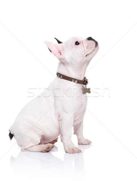 Stockfoto: Frans · bulldog · puppy · vergadering · iets