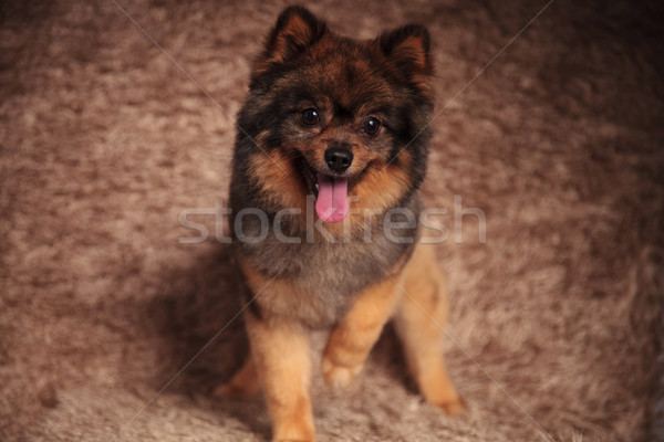 playful pomeranian panting and looking down Stock photo © feedough