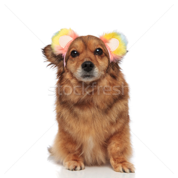brown metis dog looking funny with colored ears headband Stock photo © feedough