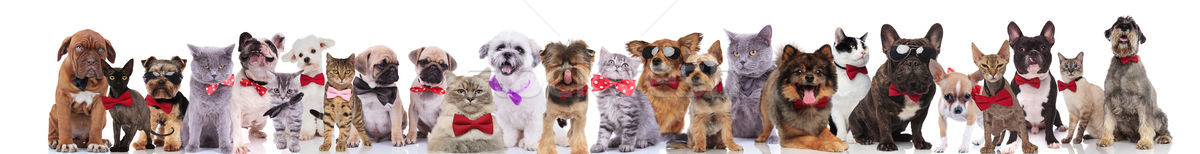 cats and dogs of different breeds wearing bowties and sunglasses Stock photo © feedough