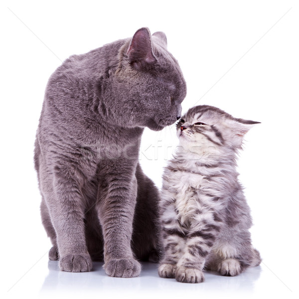 összes szeretet világ nagy brit macska Stock fotó © feedough