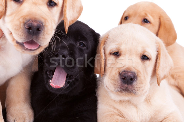 Quattro piccolo labrador retriever cuccioli primo piano guardando Foto d'archivio © feedough