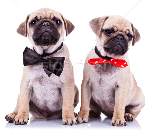 [[stock_photo]]: Dame · gentleman · chiot · chiens · séance · blanche