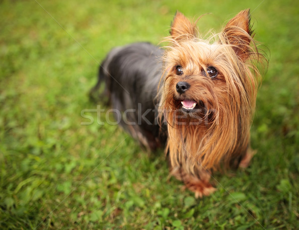 happy little yorkshire terrier puppy dog panting  Stock photo © feedough