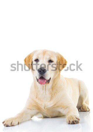 Adorável labrador retriever feminino cão sessão branco Foto stock © feedough