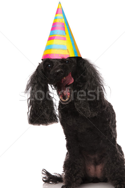 eager birthday poodle is ready to eat the cake  Stock photo © feedough