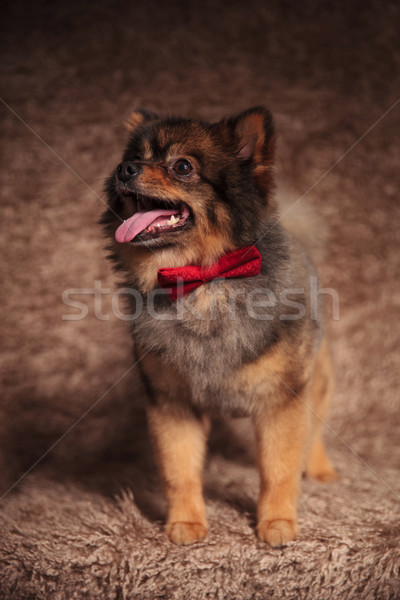 adorable pomeranian is excited about its new red bow tie Stock photo © feedough