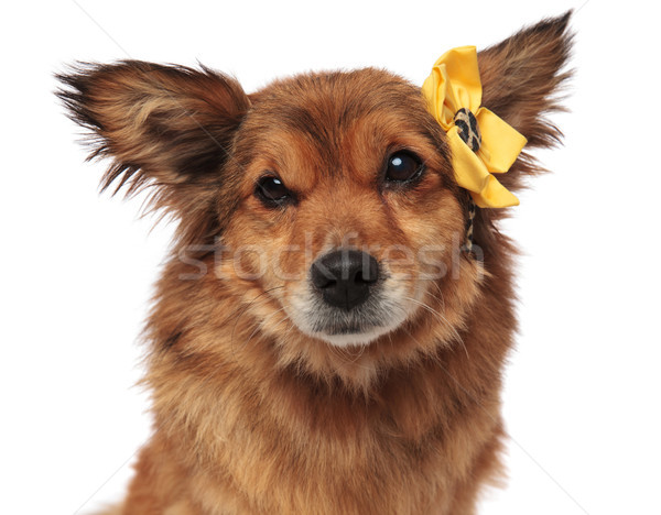 close up of adorable brown dog with yellow flower headband Stock photo © feedough