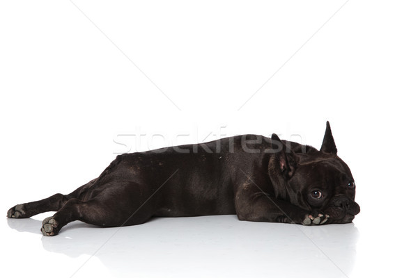 side view of adorable french bulldog lying Stock photo © feedough