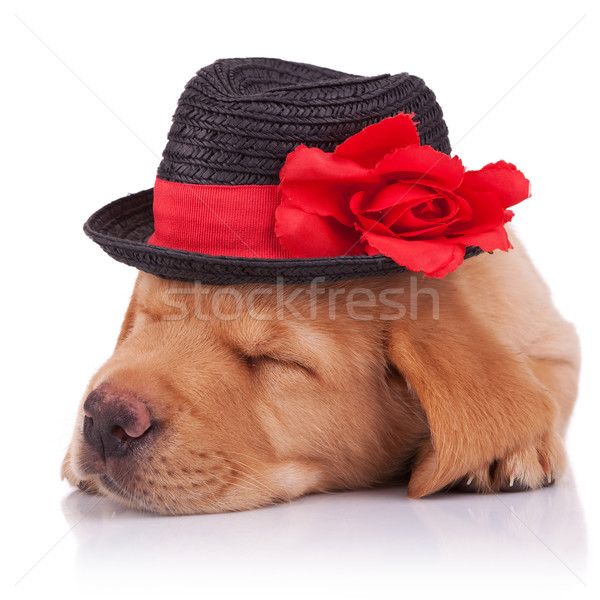 Slapen labrador retriever puppy foto cute Stockfoto © feedough
