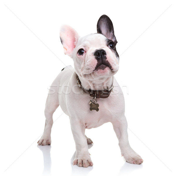 Cute mały francuski bulldog szczeniak stałego Zdjęcia stock © feedough