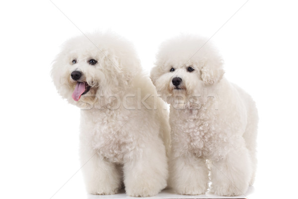 side view of two  panting bichon frise puppies standing  Stock photo © feedough