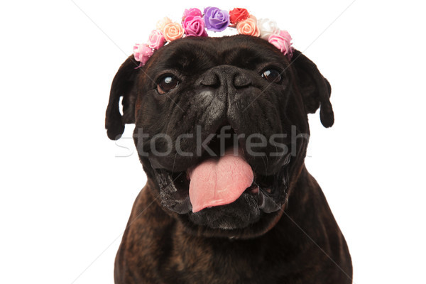 close up of happy boxer wearing flowers headband and panting Stock photo © feedough