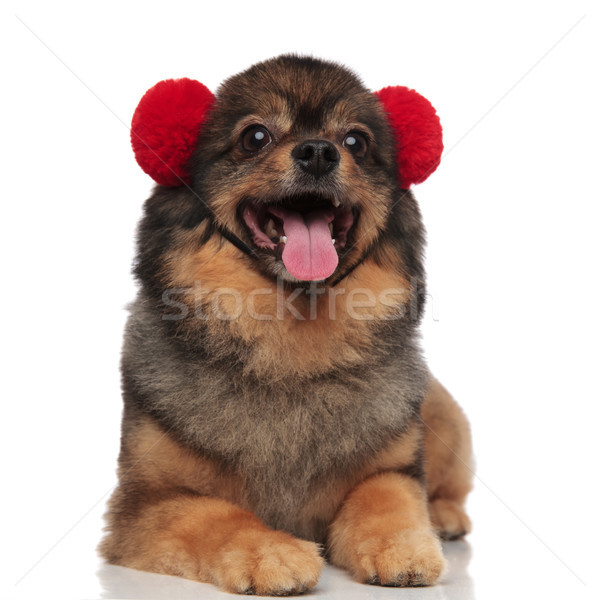adorable lying pom dog with red earmuffs panting Stock photo © feedough