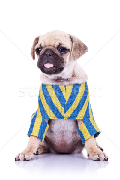 Stock photo: pug puppy dog sticking out tongue