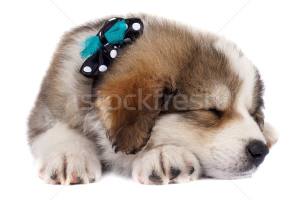 sleeping puppy Stock photo © feedough