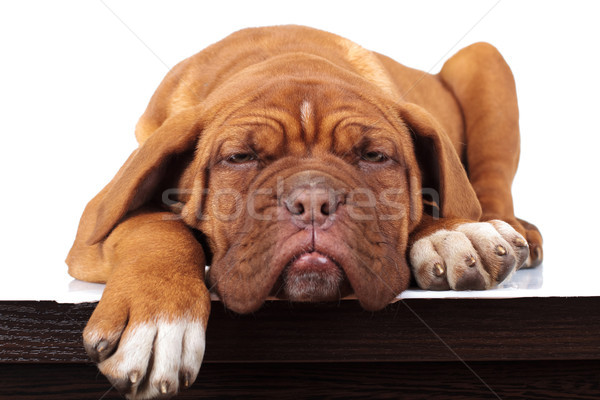 Wspaniały leniwy francuski dog angielski szczeniak leży Zdjęcia stock © feedough