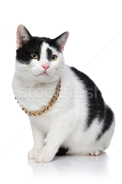 side view of a cute cat wearing a golden chain  Stock photo © feedough