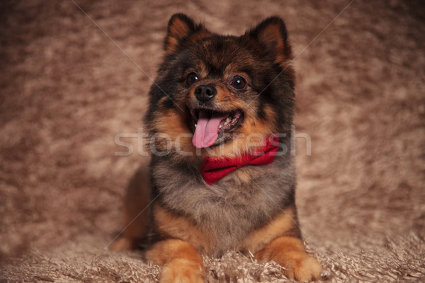 adorable panting pomeranian looks up and to side Stock photo © feedough