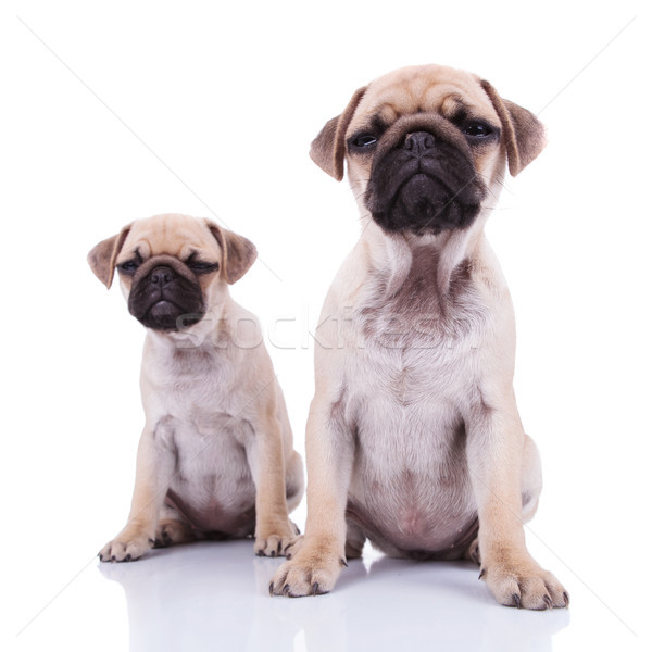 Twee sceptisch puppies vergadering witte naar Stockfoto © feedough