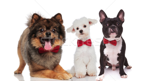 cute team of three elegant dogs wearing bowties Stock photo © feedough