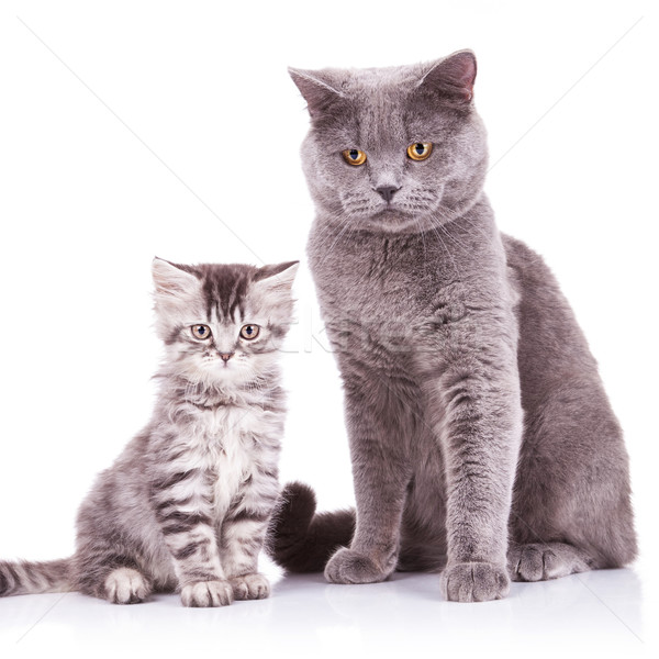 english cats, adult and cub Stock photo © feedough