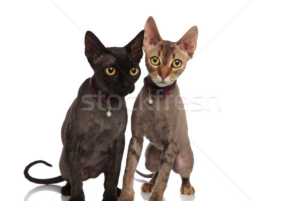 cute couple of cats wearing bell collars sitting together  Stock photo © feedough