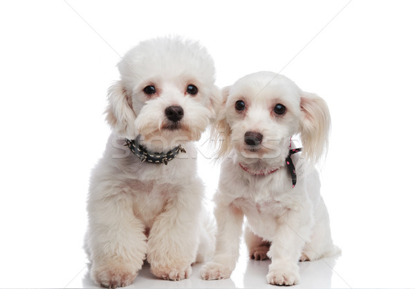 Adorable assis blanche couple prêt marche Photo stock © feedough