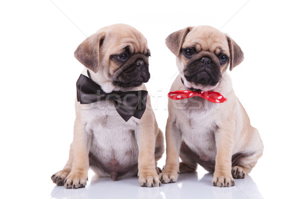 Stock photo: classy seated pug couple wearing adorable bowties